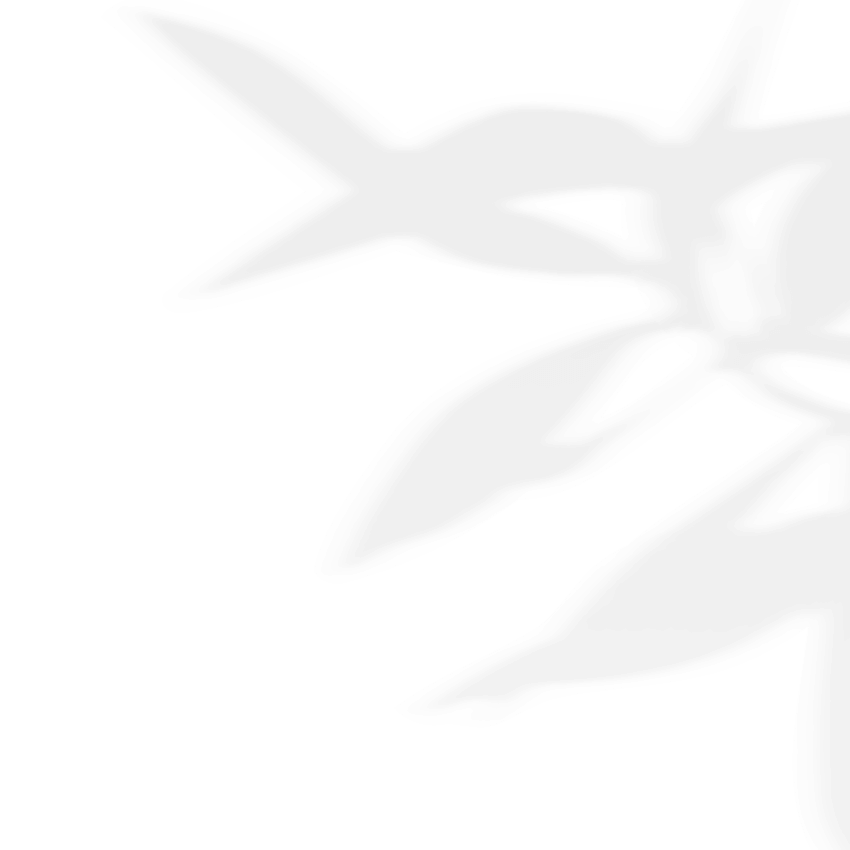https://plaisir-dimages.com/wp-content/uploads/2020/11/shadow_leaves_03.png